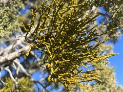 Phoradendron juniperinum