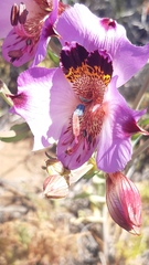 Alstroemeria magnifica