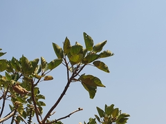 Ficus vasta