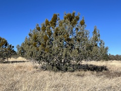 Phoradendron juniperinum