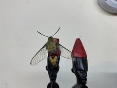 Cephonodes hylas virescens