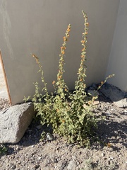 Sphaeralcea coulteri