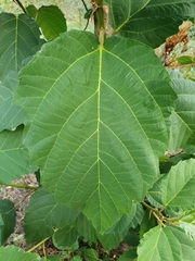 Ficus sur
