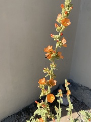 Sphaeralcea coulteri