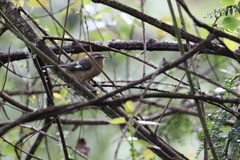 Conirostrum cinereum