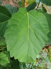 Ficus sur