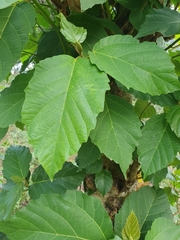 Ficus sur