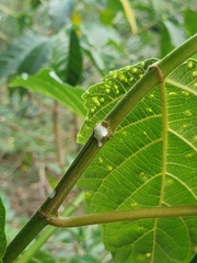 Ficus sur