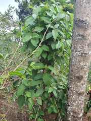 Ficus sur