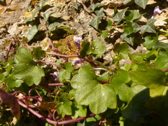 Cymbalaria muralis