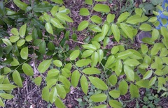 Myroxylon balsamum