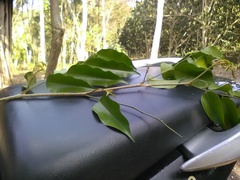Myroxylon balsamum