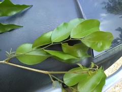 Myroxylon balsamum