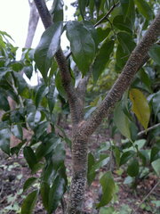 Myroxylon balsamum