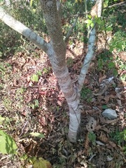Myroxylon balsamum