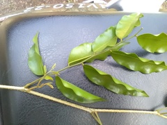 Myroxylon balsamum