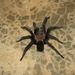 Isthmus Brown Tarantula - Photo (c) Angel Lara Brenis, some rights reserved (CC BY-NC)