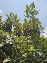 Erythrina abyssinica