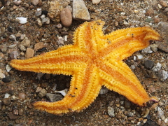 Asterias amurensis