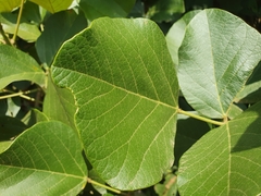 Erythrina abyssinica