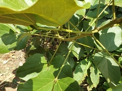 Erythrina abyssinica