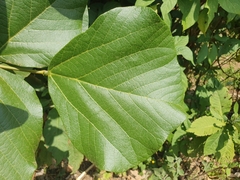 Erythrina abyssinica