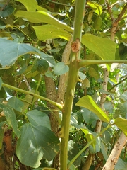 Erythrina abyssinica