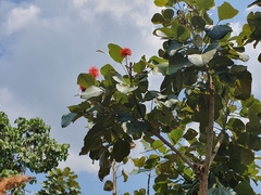 Erythrina abyssinica