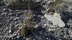 Phacelia argillacea