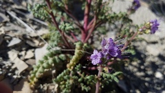 Phacelia argillacea