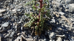 Phacelia argillacea