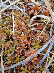 Sphagnum subnitens