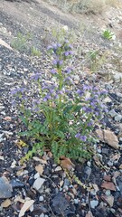 Phacelia glandulosa