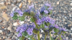 Phacelia glandulosa