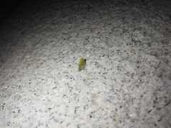 Earias pudicana