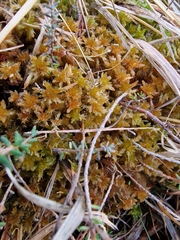 Sphagnum subnitens