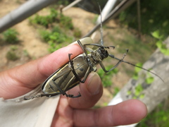 Batocera lineolata