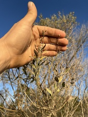 Baccharis halimifolia