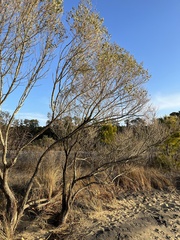 Baccharis halimifolia