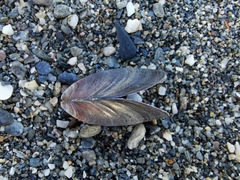 Mytilus galloprovincialis