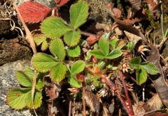 Potentilla micrantha