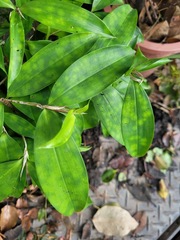 Dracaena surculosa