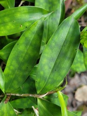 Dracaena surculosa