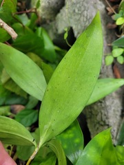 Dracaena surculosa