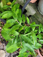 Dracaena surculosa