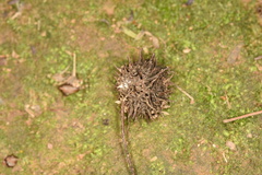 Liquidambar formosana