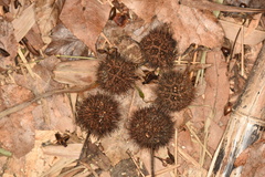 Liquidambar formosana