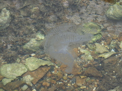 Aequorea