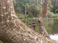 Dendrocygna autumnalis