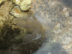 Aequorea